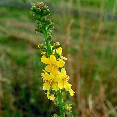 Agrimonia 45g BEDAR